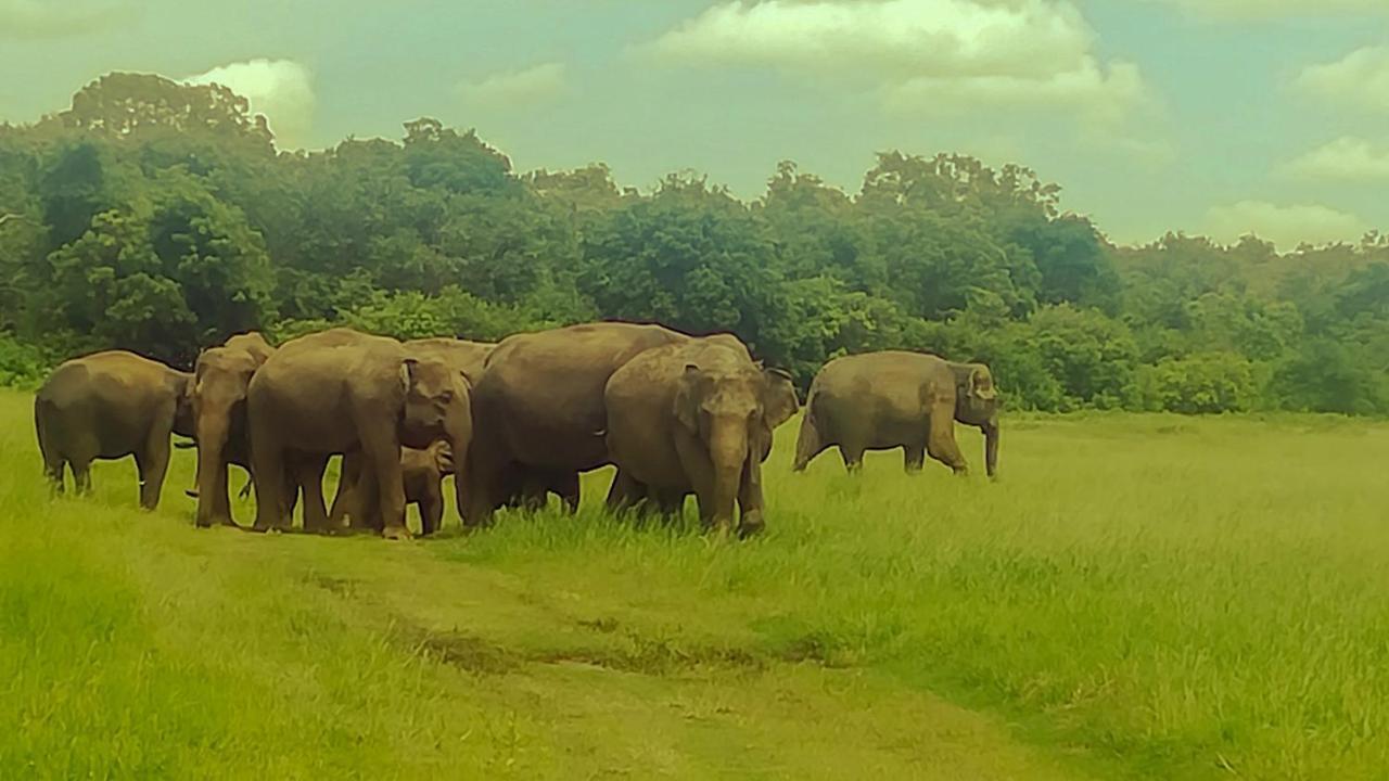 The Green Jungle Dambulla Ngoại thất bức ảnh